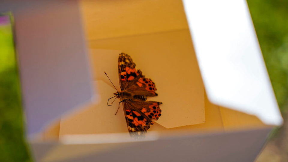 Butterfly Release and Memorial Service