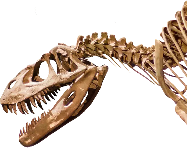 dinosaur skeleton